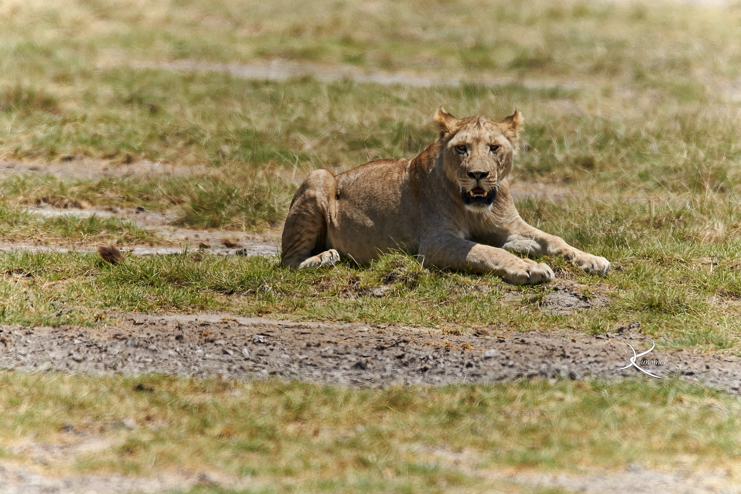 Leonessa nella calura della savana