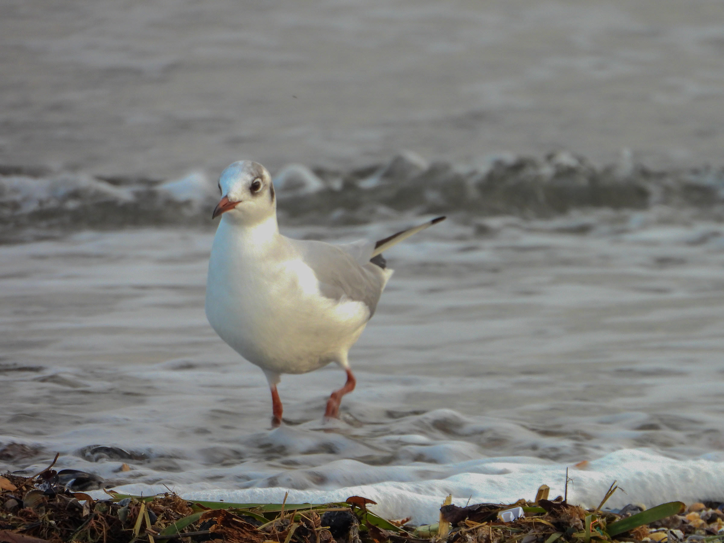 Passeggiando qua e la....