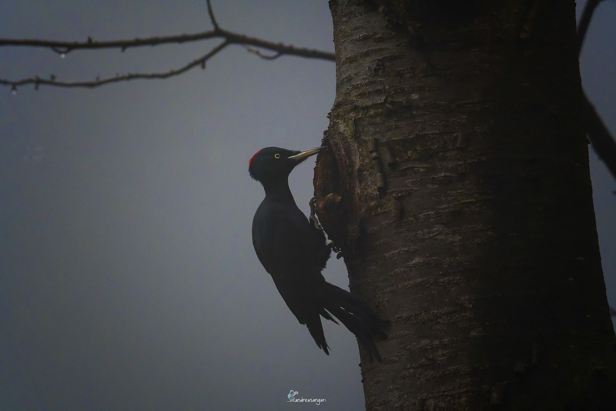 Il picchio nebbiolo....