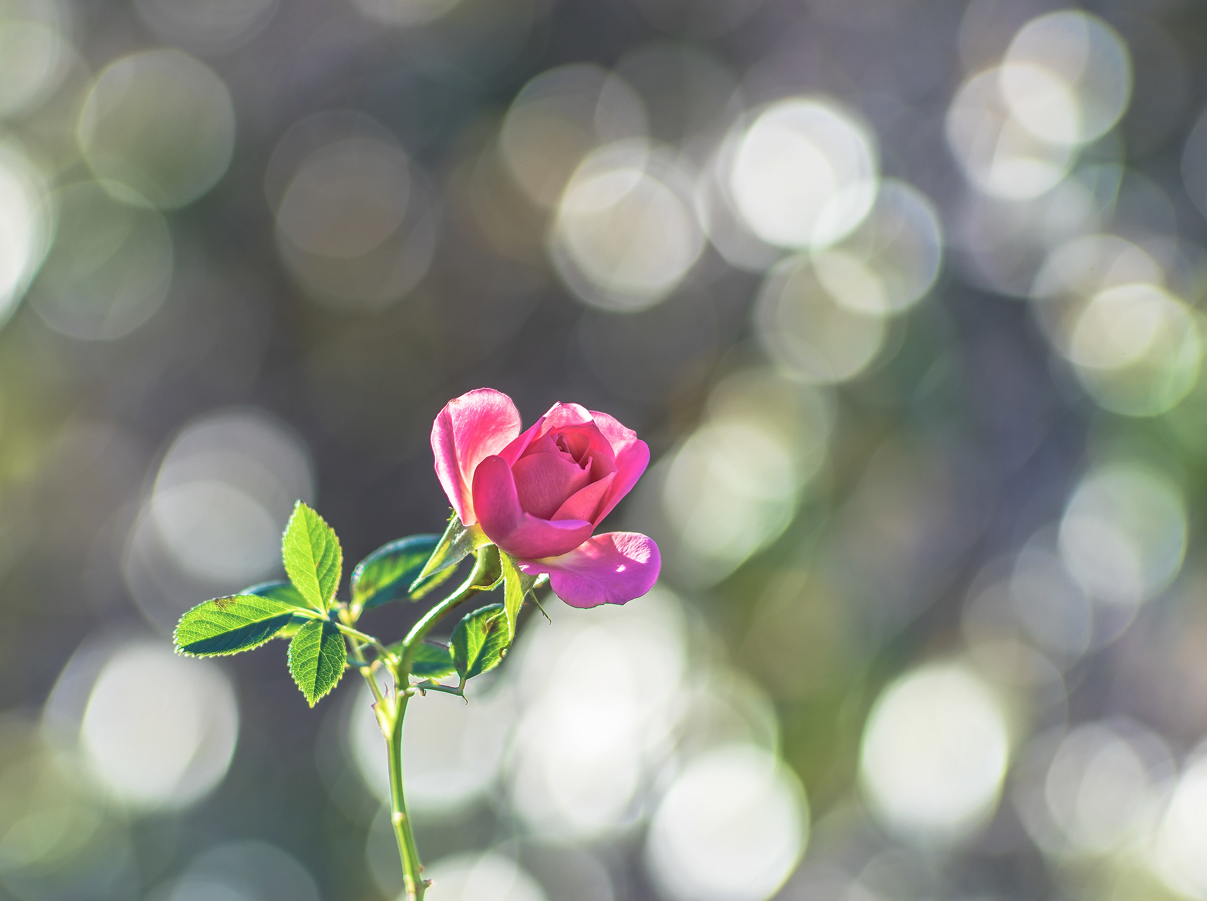 Umpteenth Vintage goal test