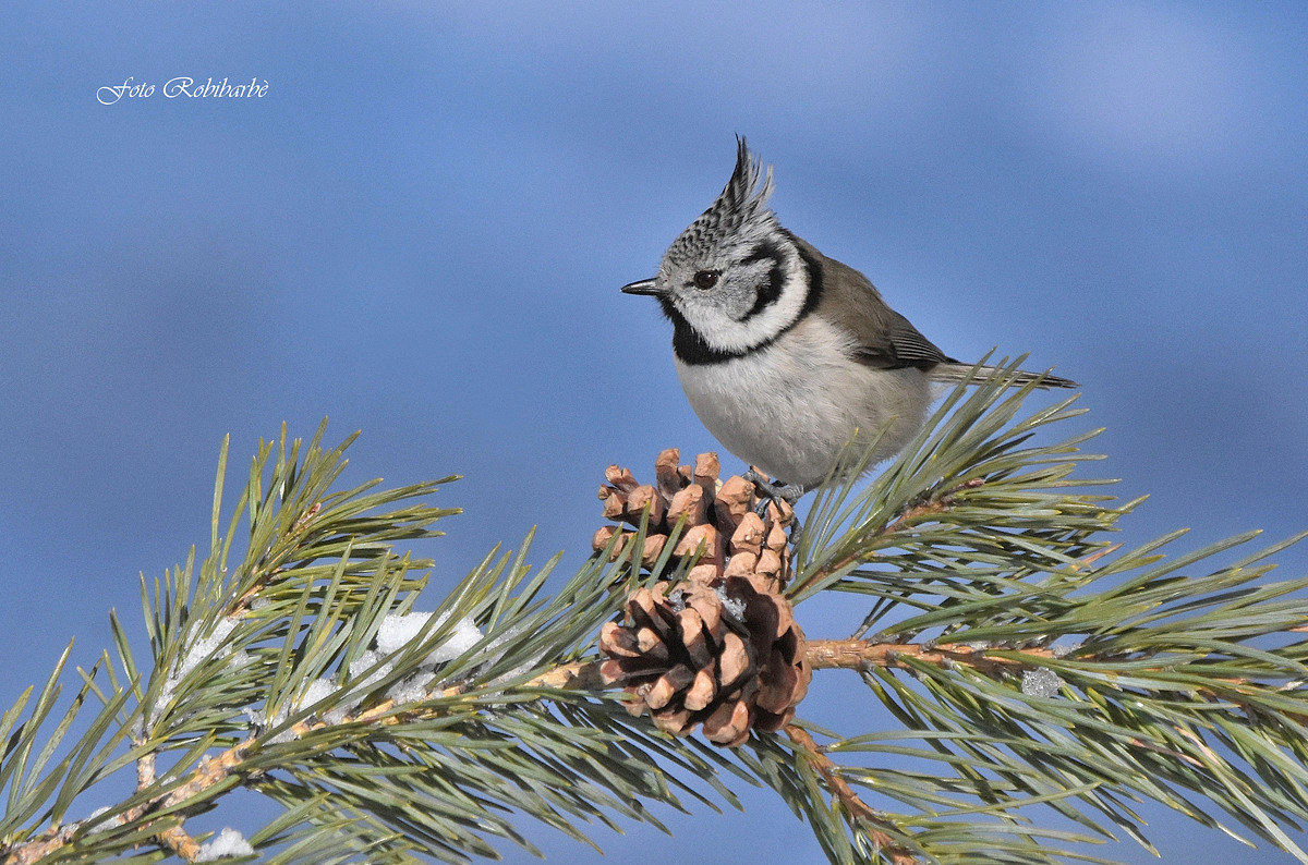 Cincia from the Tuam...