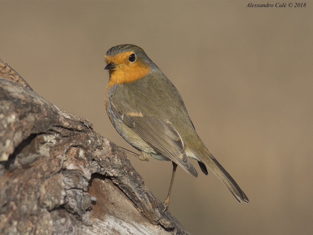 Erithacus nubecola (Petirosso) 2733