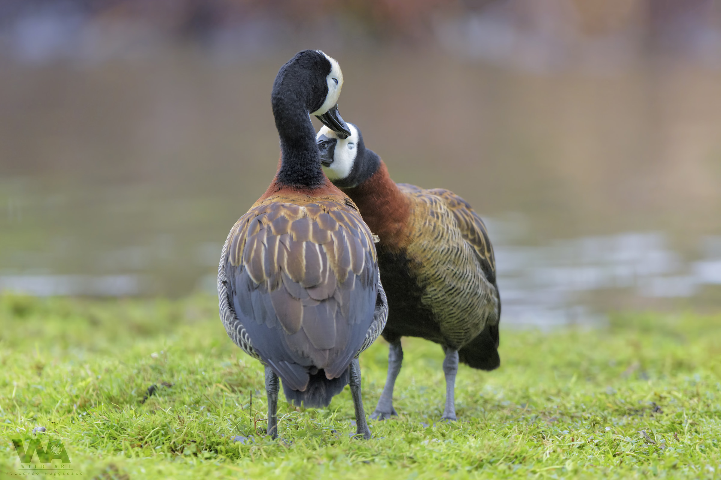Tenerezze tra dendrocigne