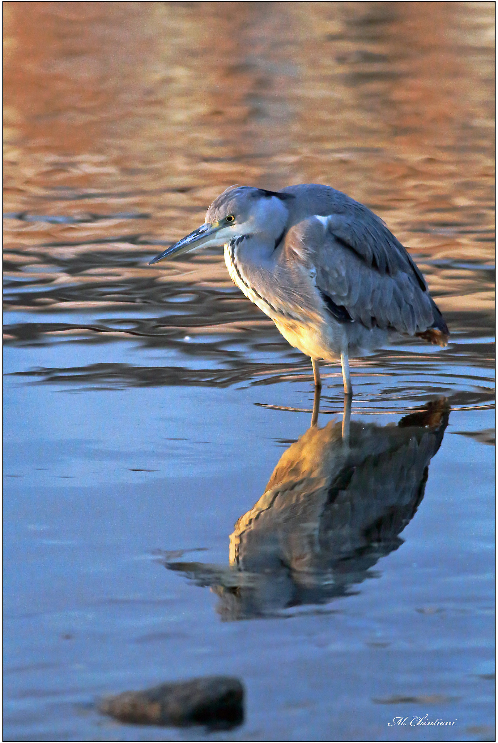 Grey Heron...