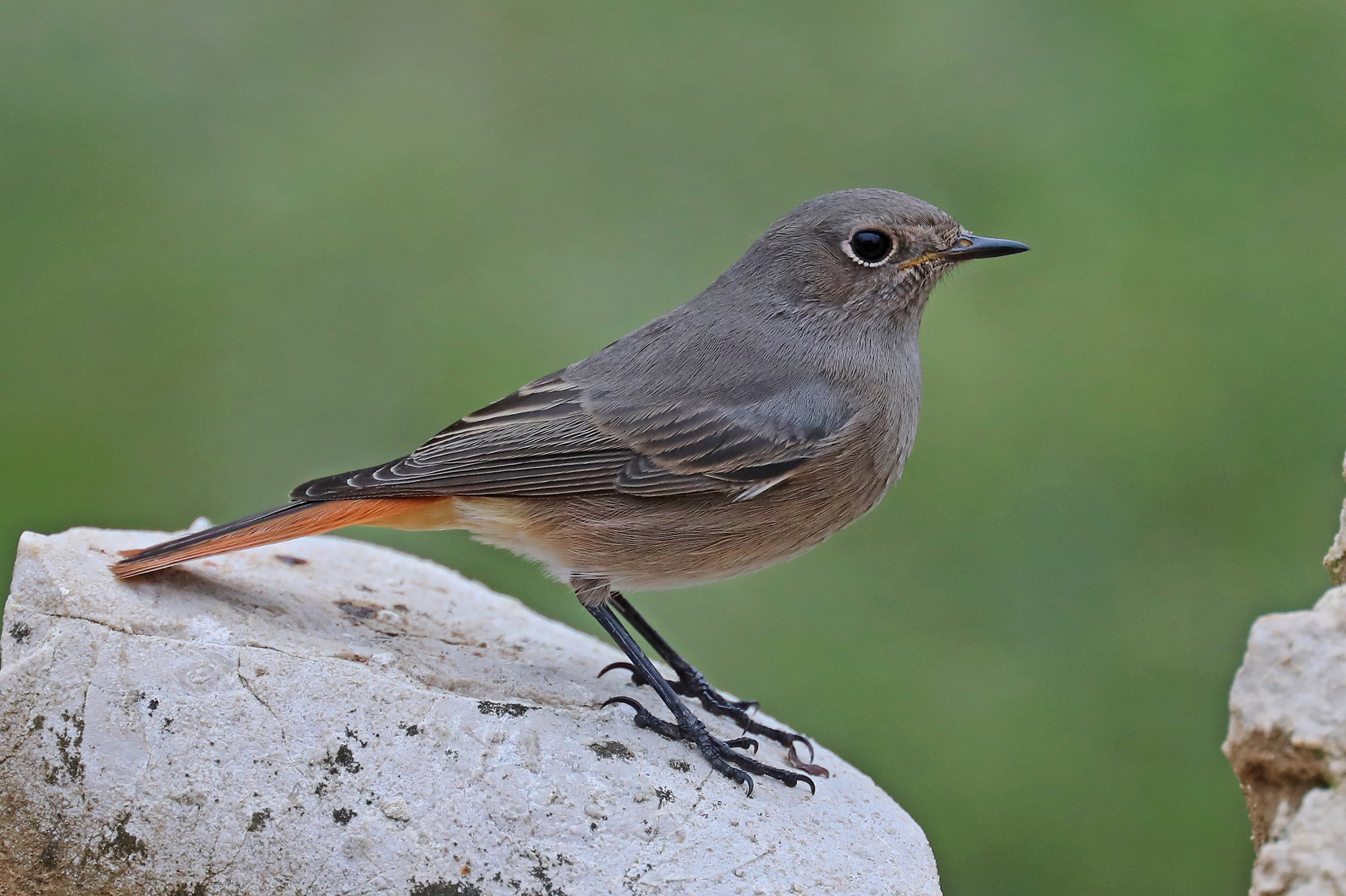 Female chimney Sweep
