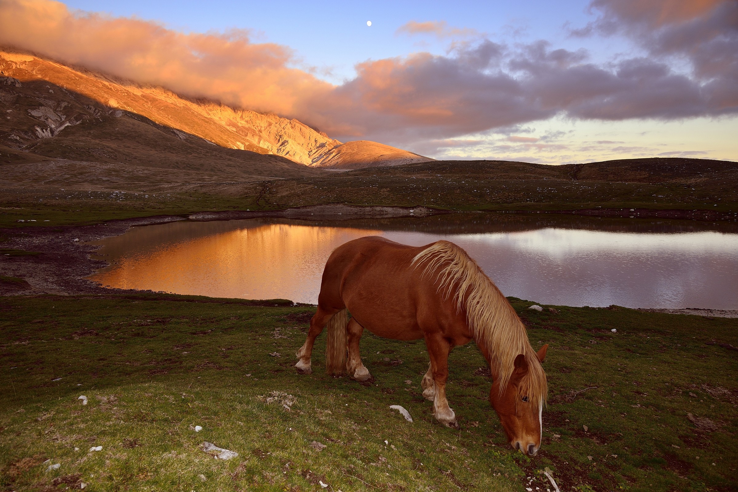 Campo Imperatore -  cavali