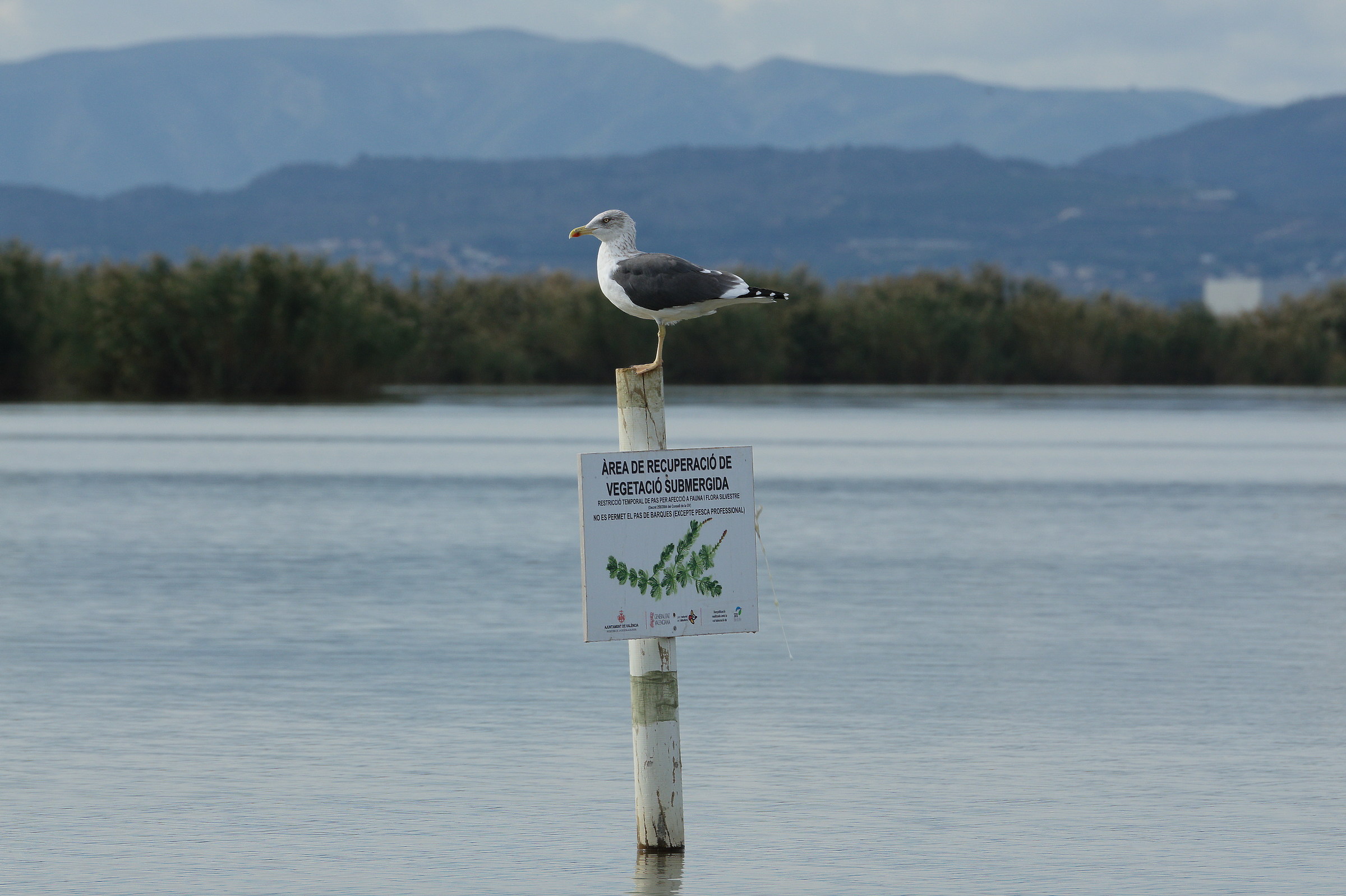 Qui Comando Io, questa è Casa Mia!