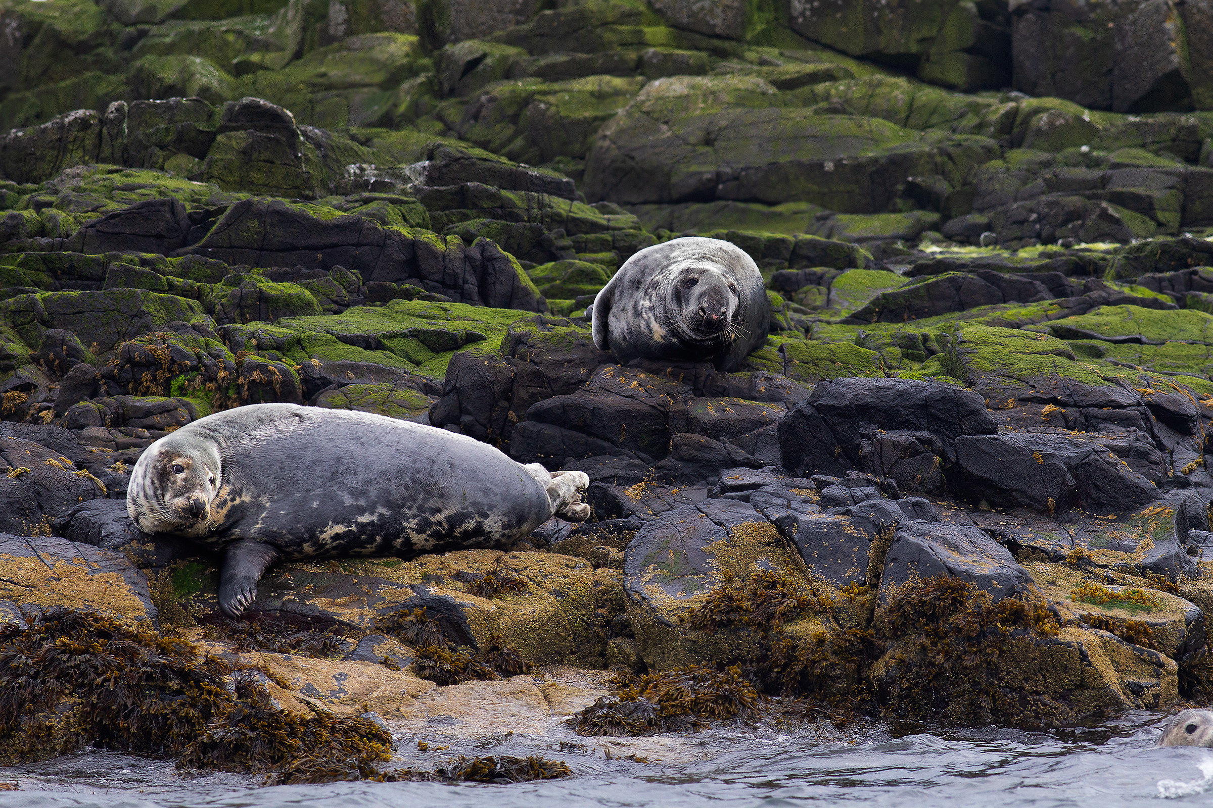 Foche on Farne Islands