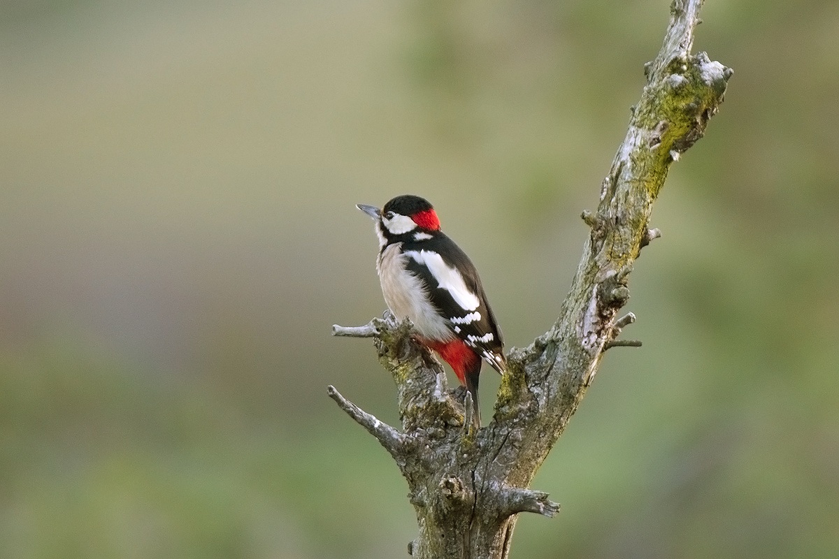 Oggi sono di vedetta
