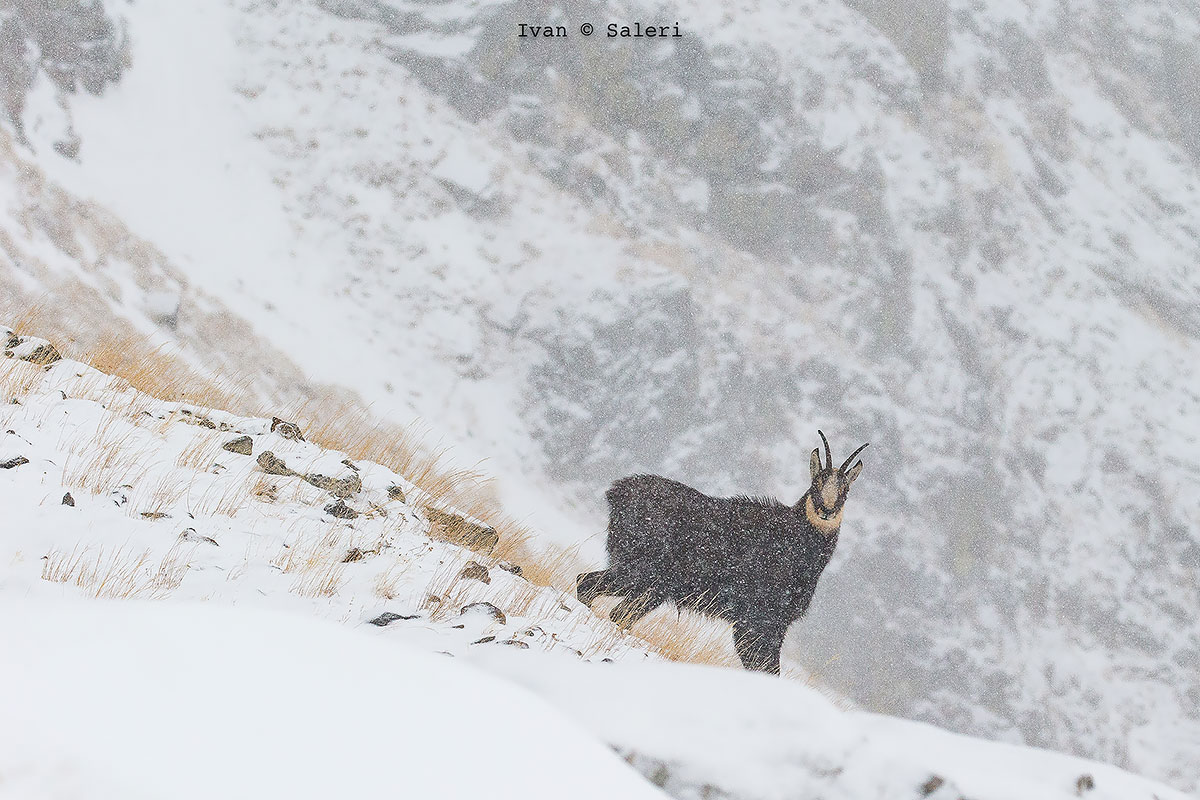 Camoscio sotto la tormenta