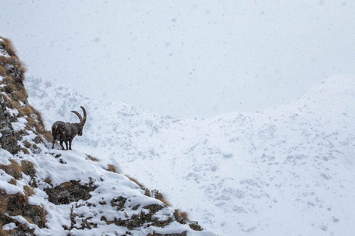 Sotto una fitta nevicata