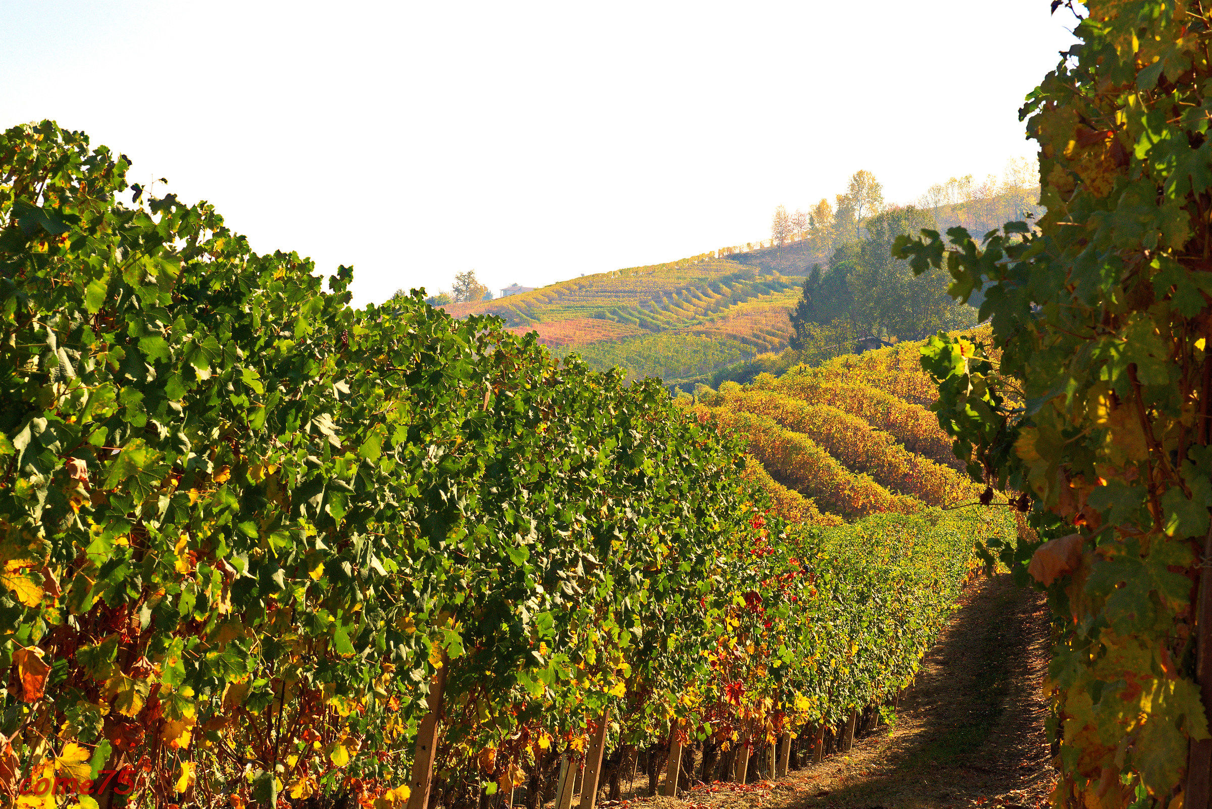 L'autunno ...... Le langhe ...... Il vino ......