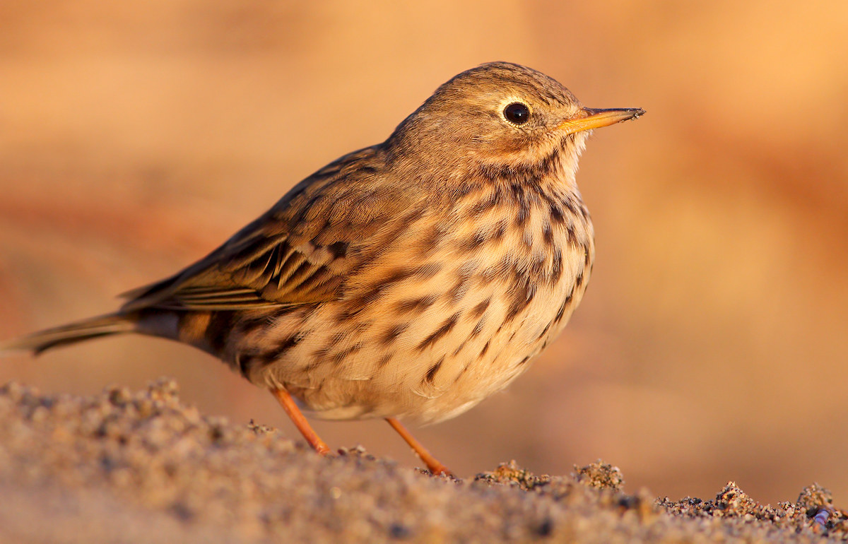 Pipit Anthus