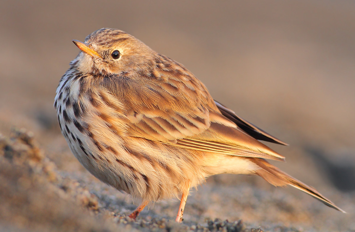 Pipit Anthus