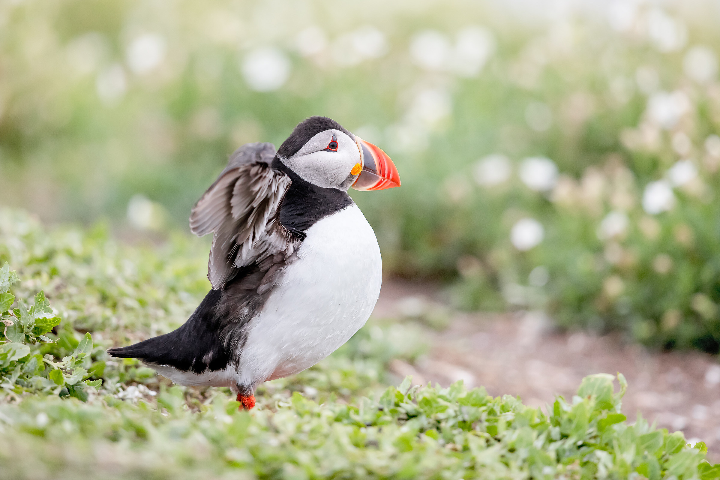 Puffin "angioletto"