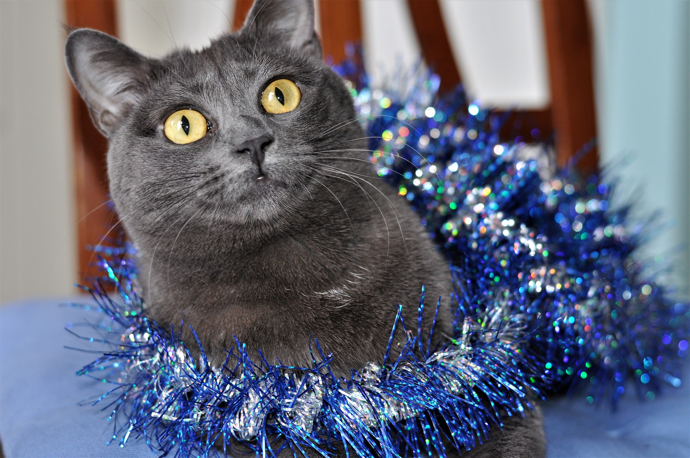 E'già arrivato il Natale???