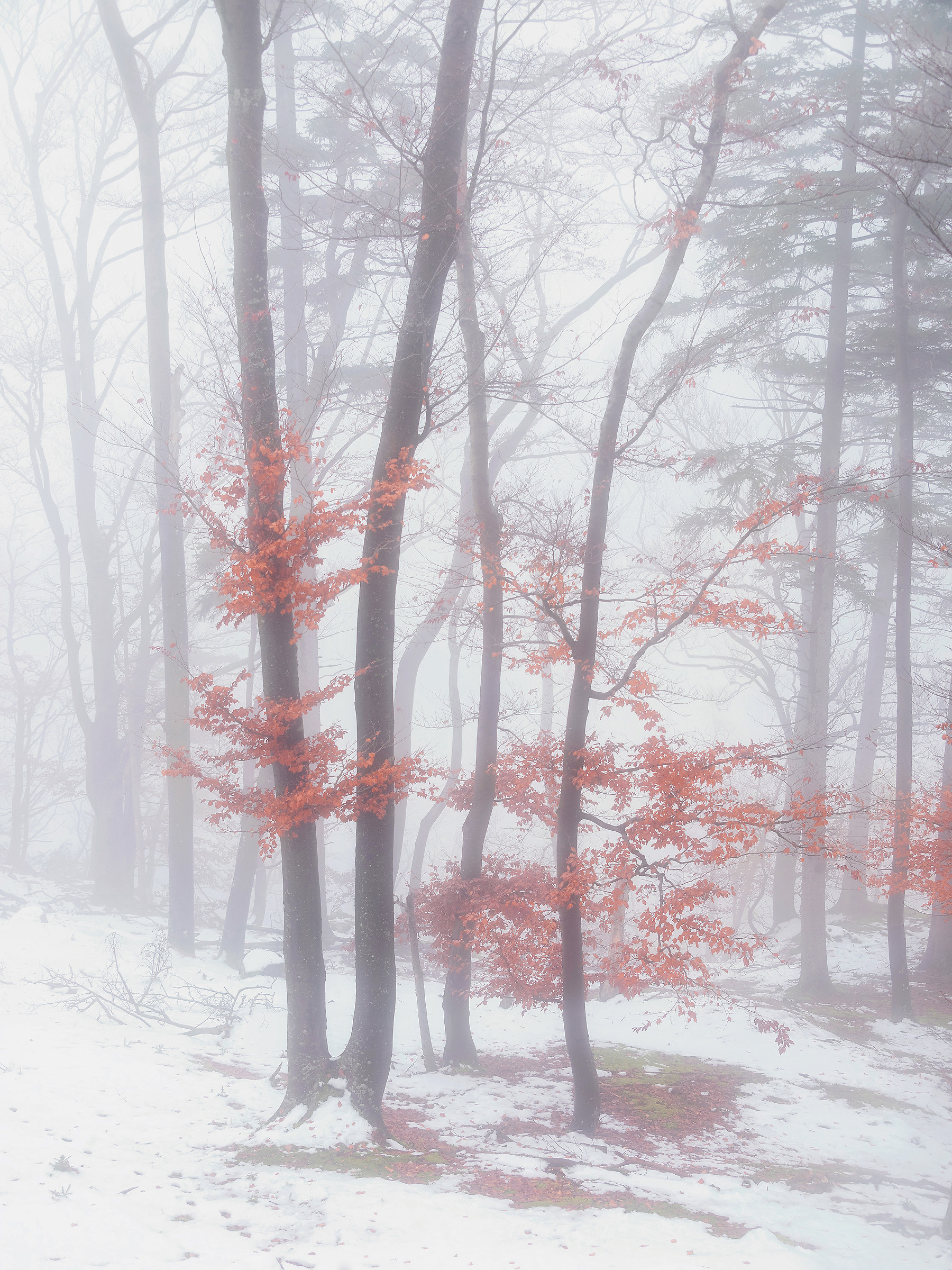 Nella foresta di inverno