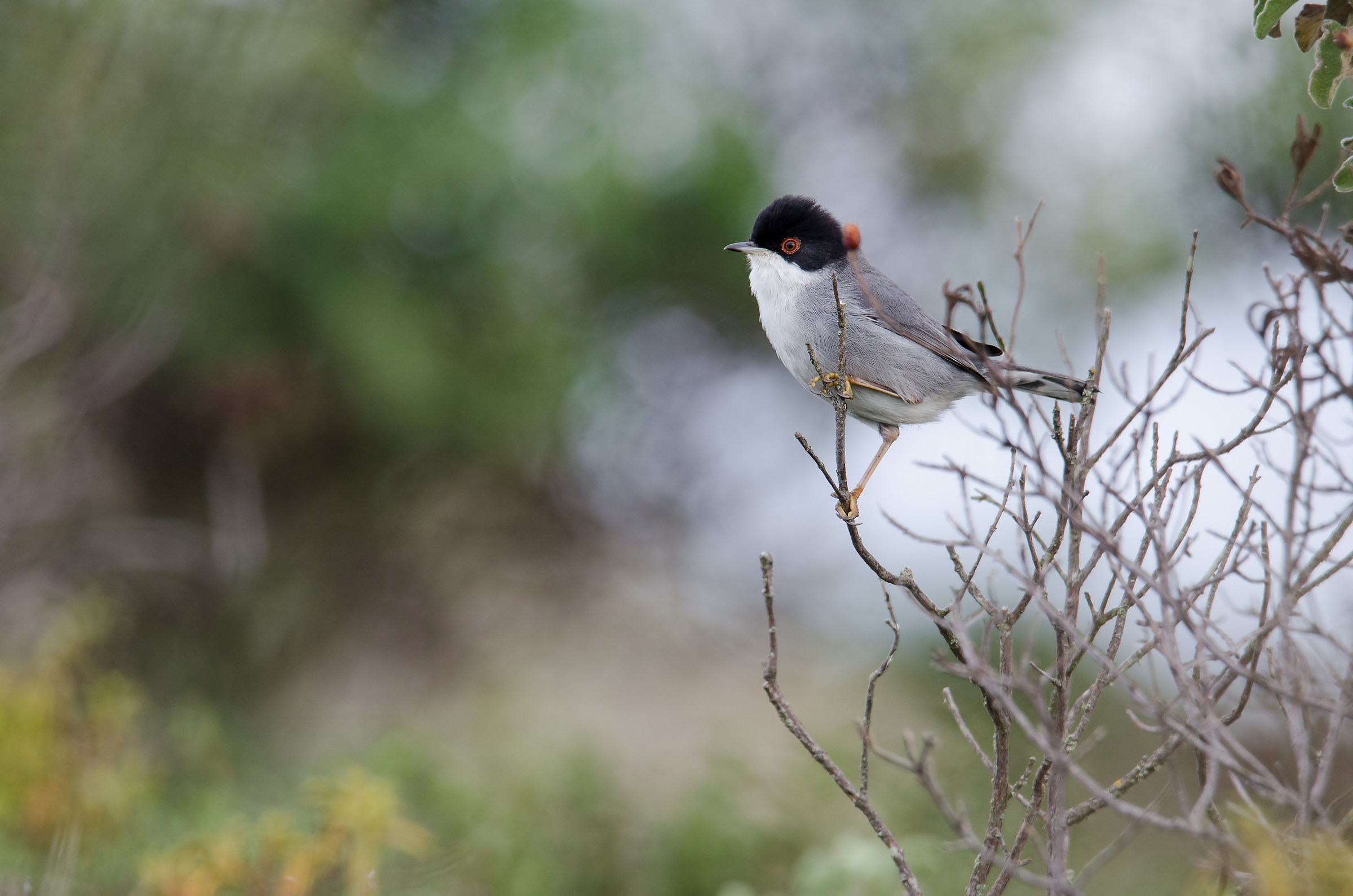 Sardinian Warbler