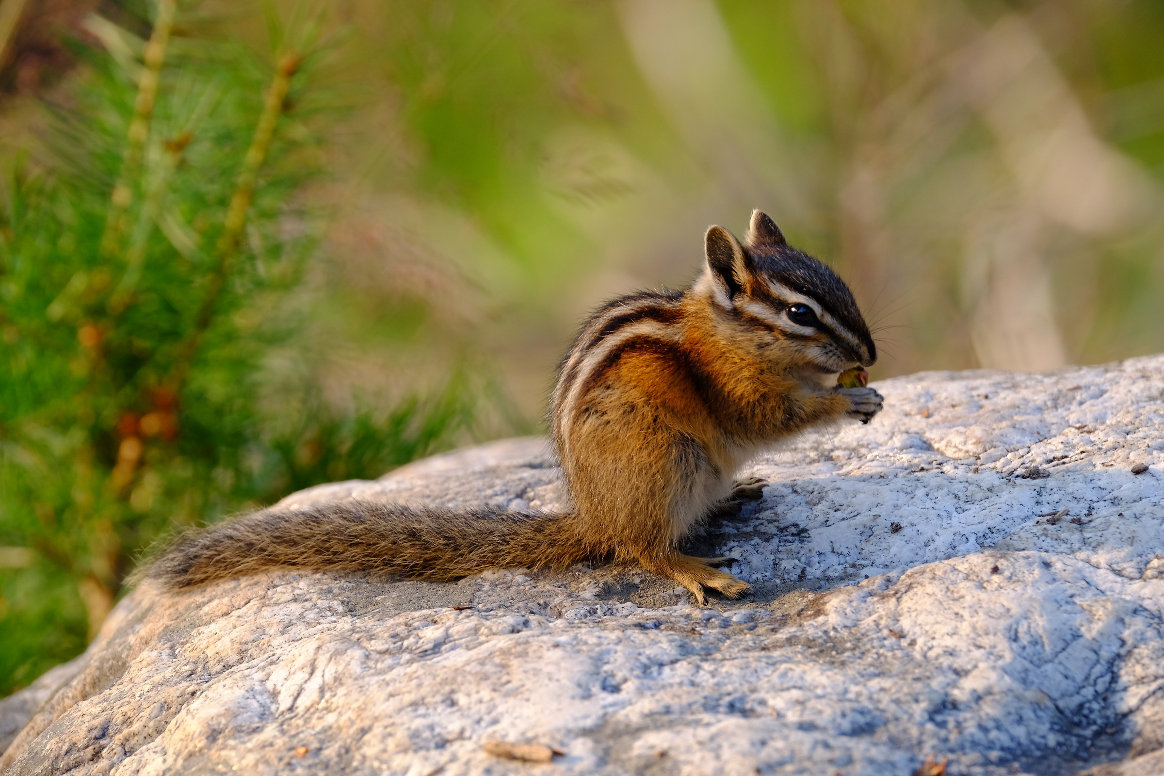 chipmunk