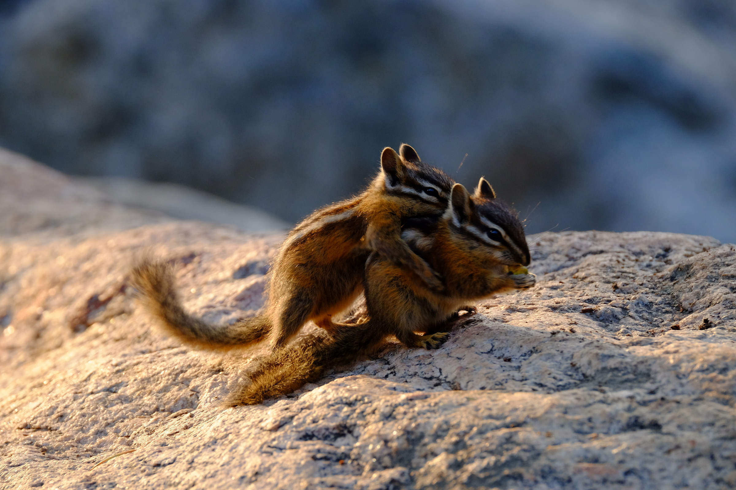 Chipmunk