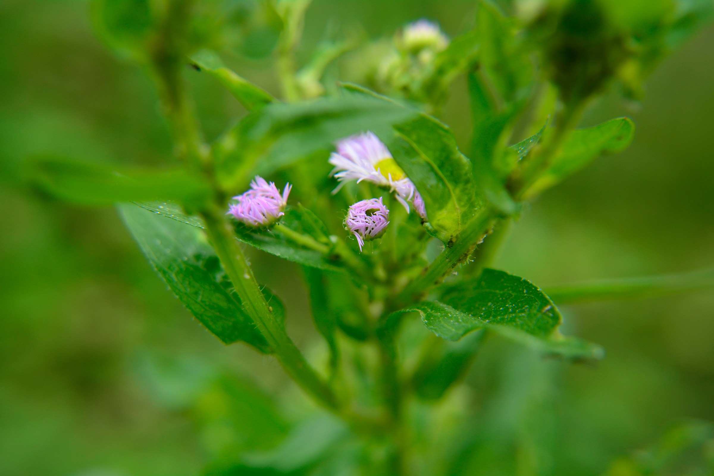 A bud between the leaves