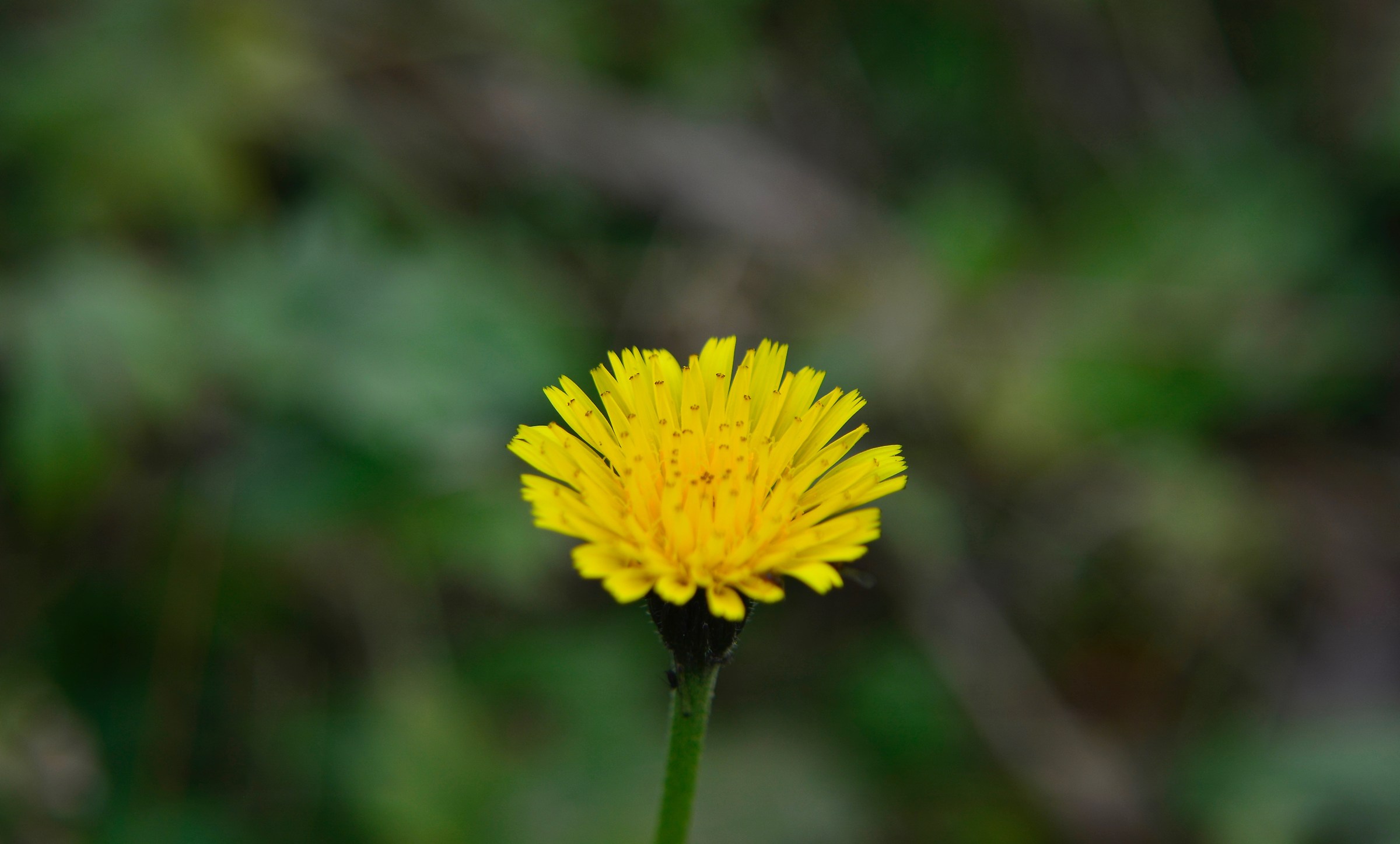 Yellow Floret