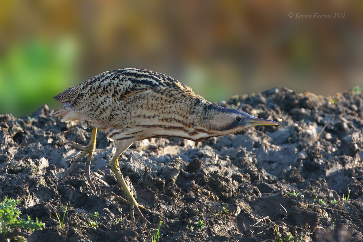 Bittern