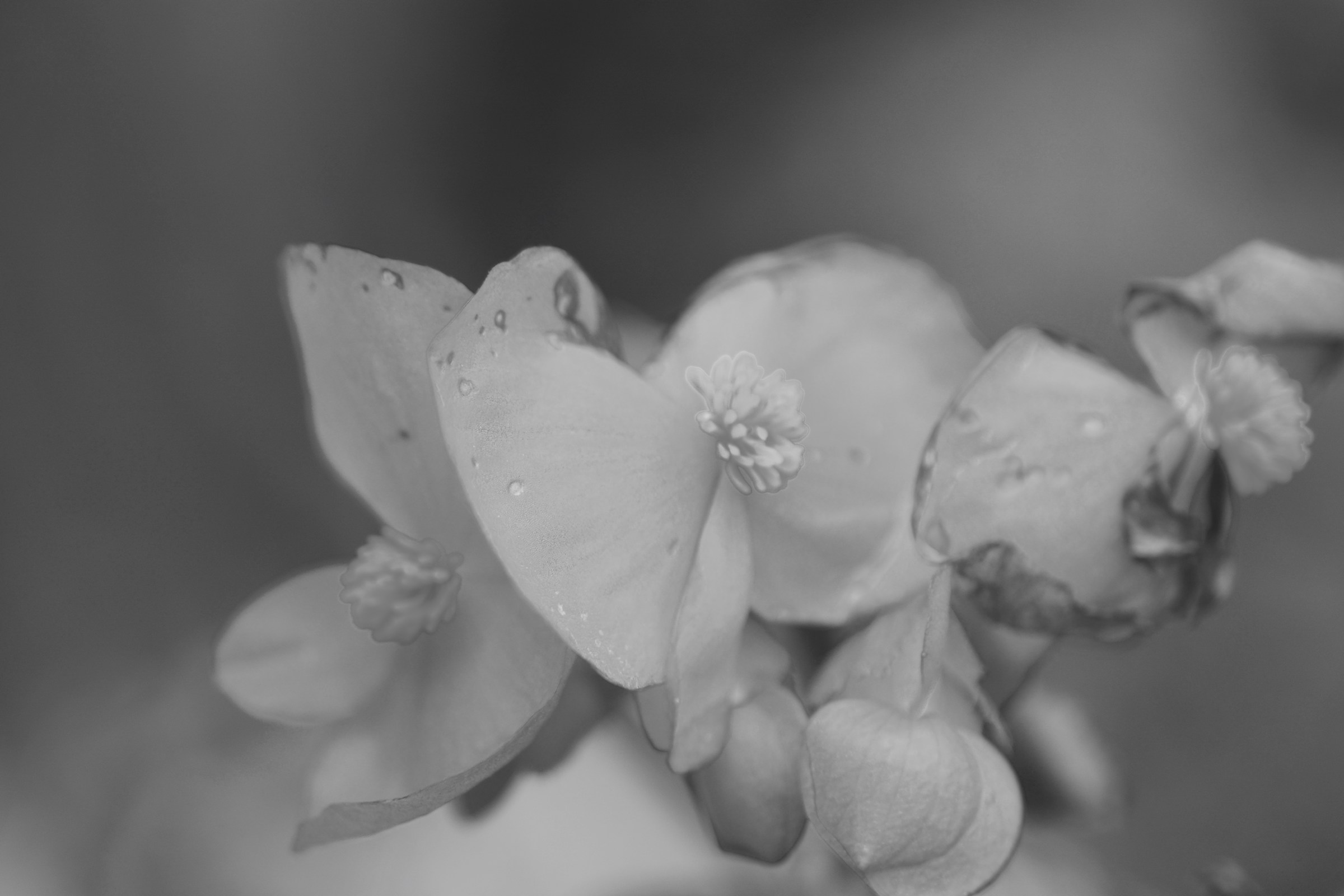 A magic flower with a thousand effects