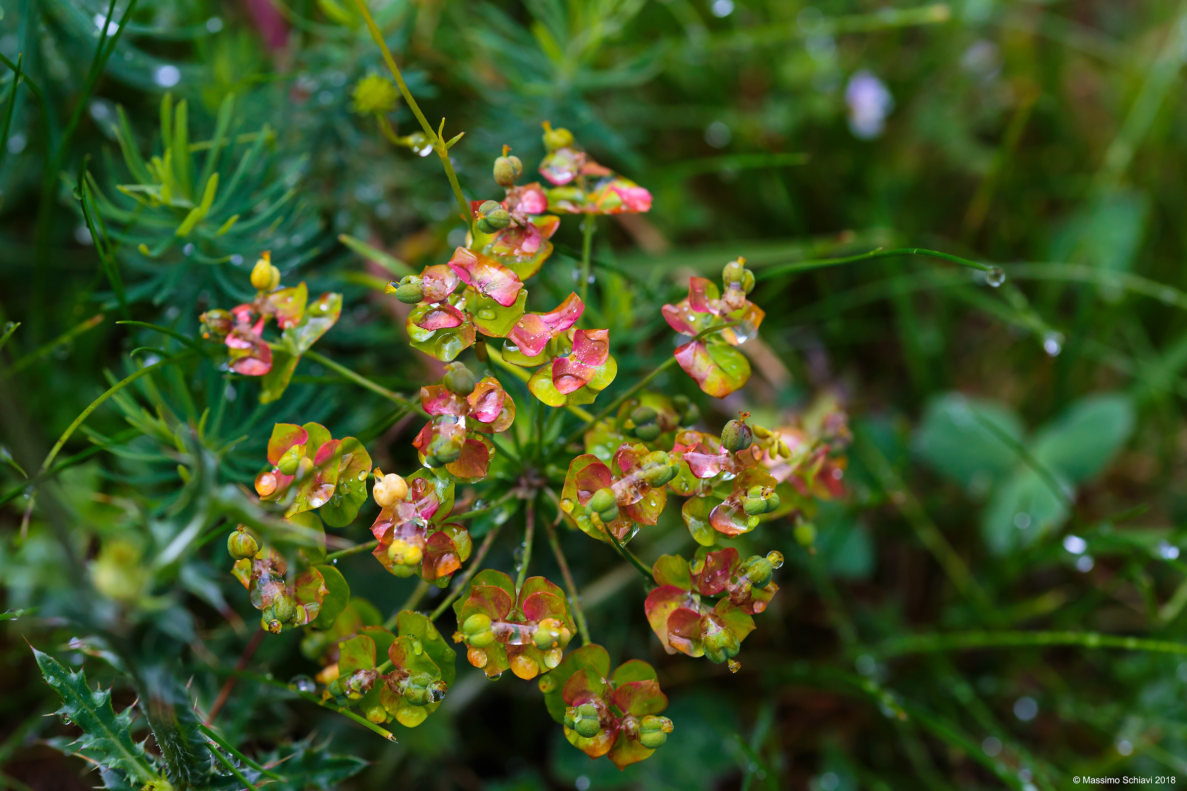 Euphorbia cyparissia L.-Euphhobia Cipressin.