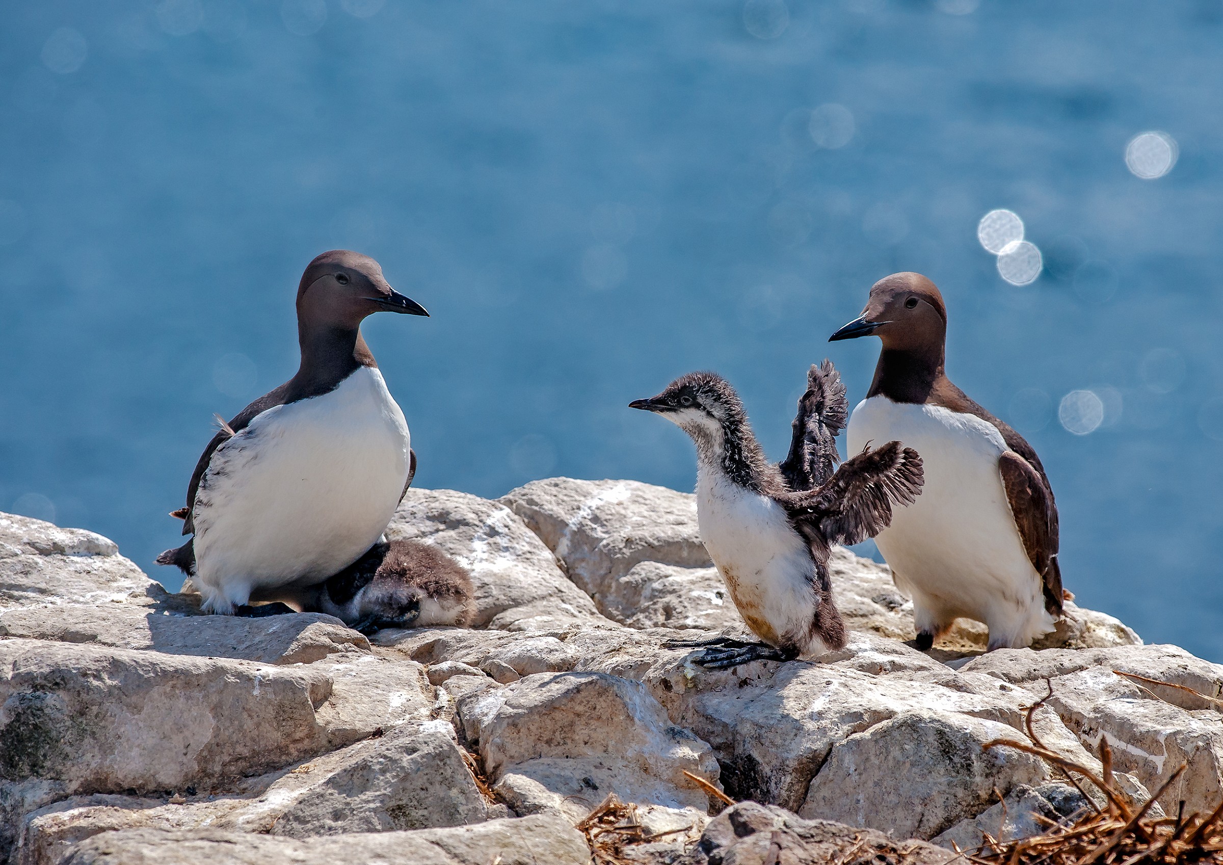 Family guillemots