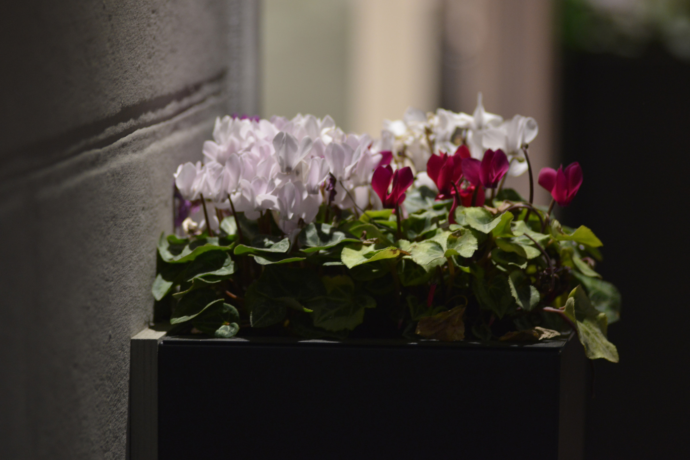 Bi-coloured cyclamen