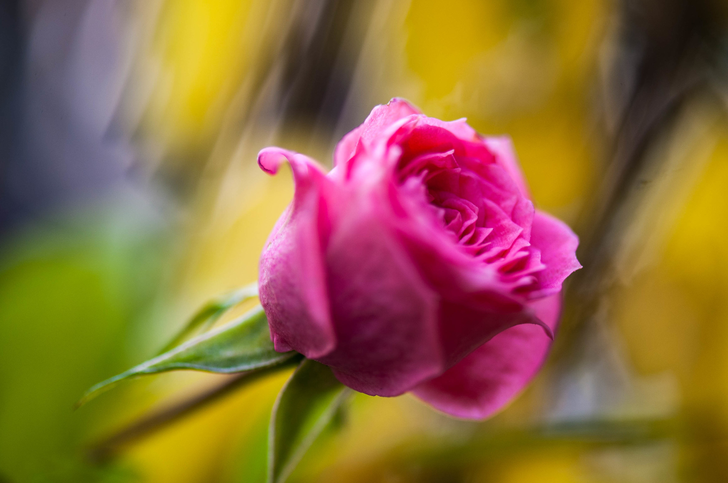 The roses are coming back to bloom...