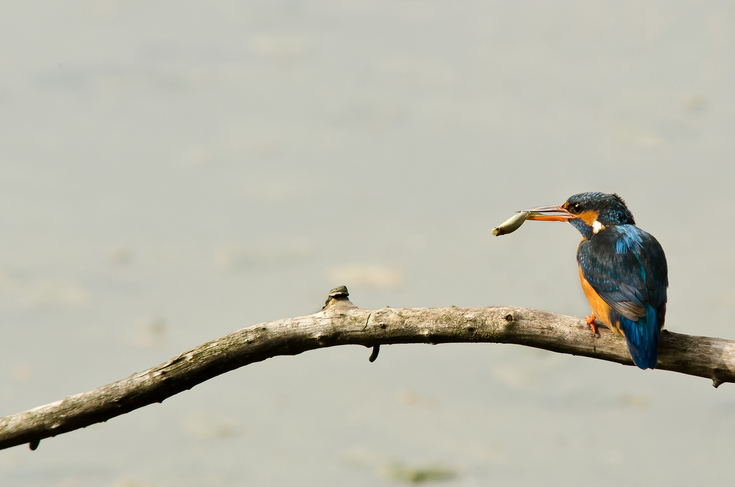 Martin pescatore con preda