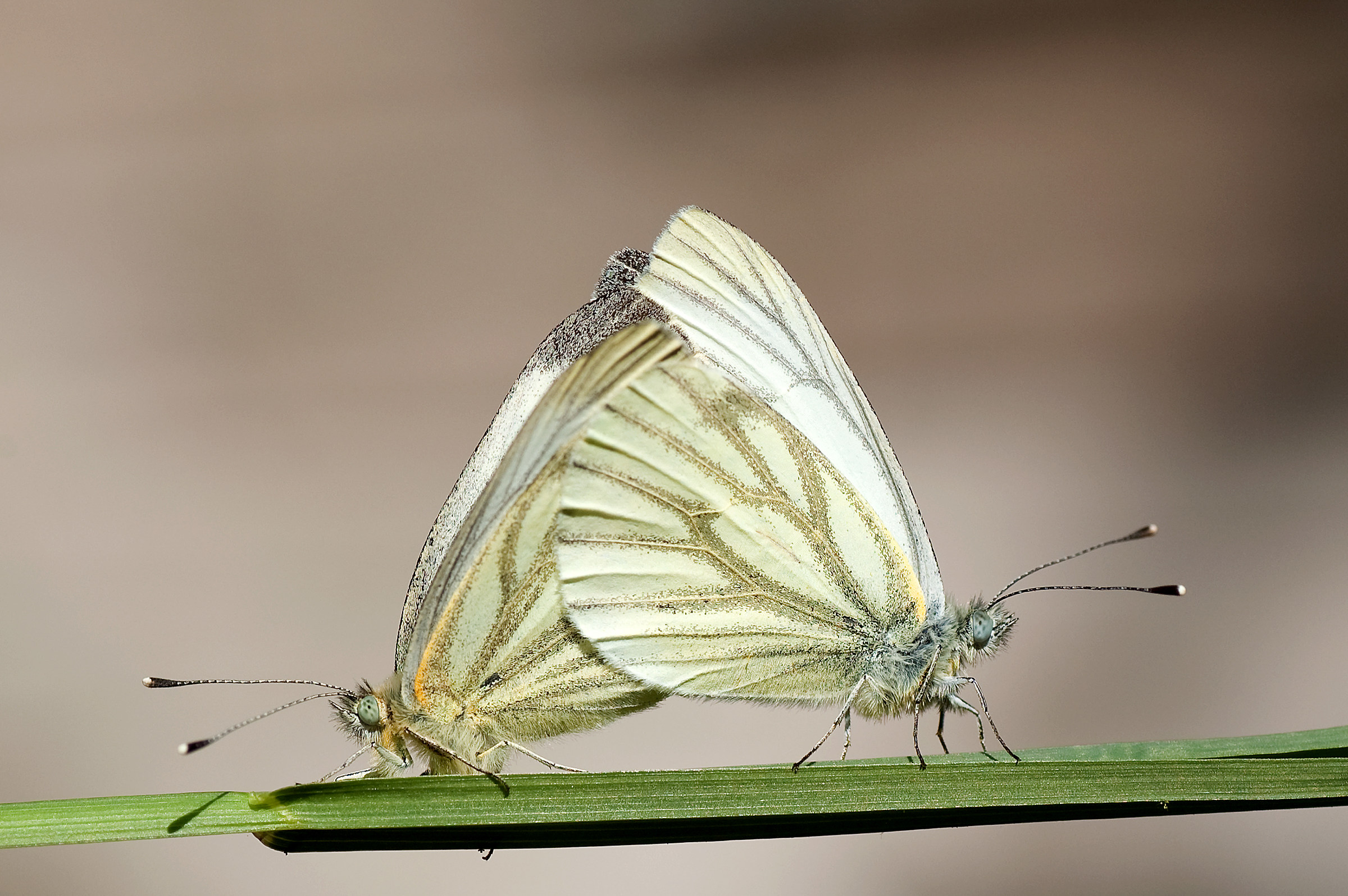 Farfalle in accoppiamento