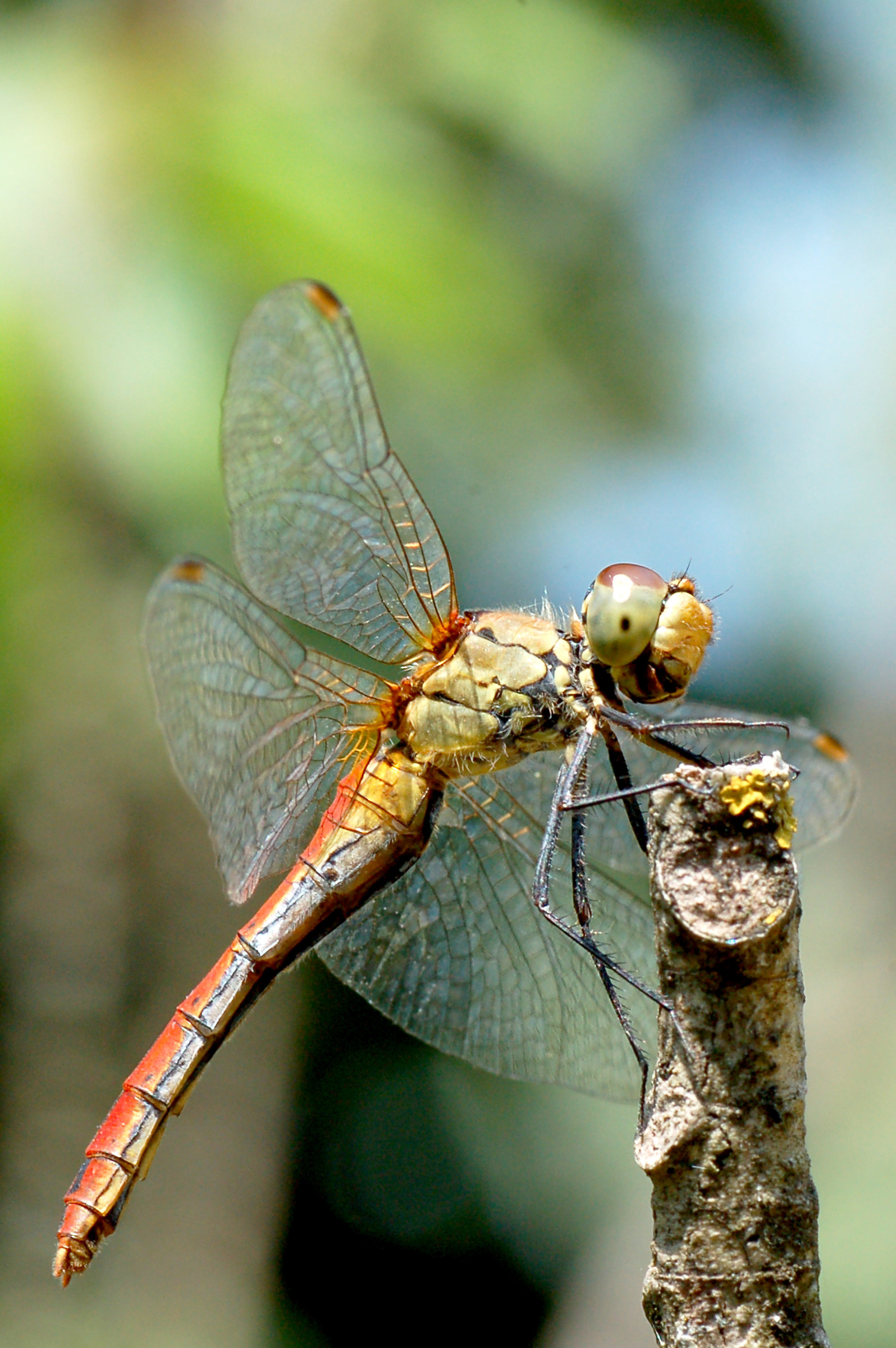 Libellula