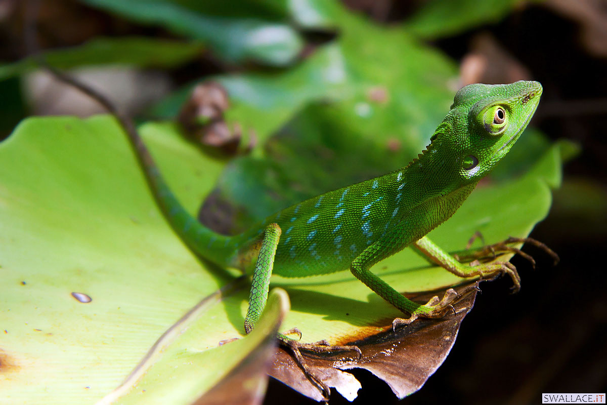 Green Tree Lizard