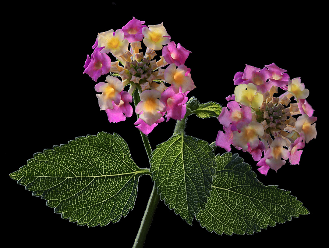 Ha confuso le stagioni