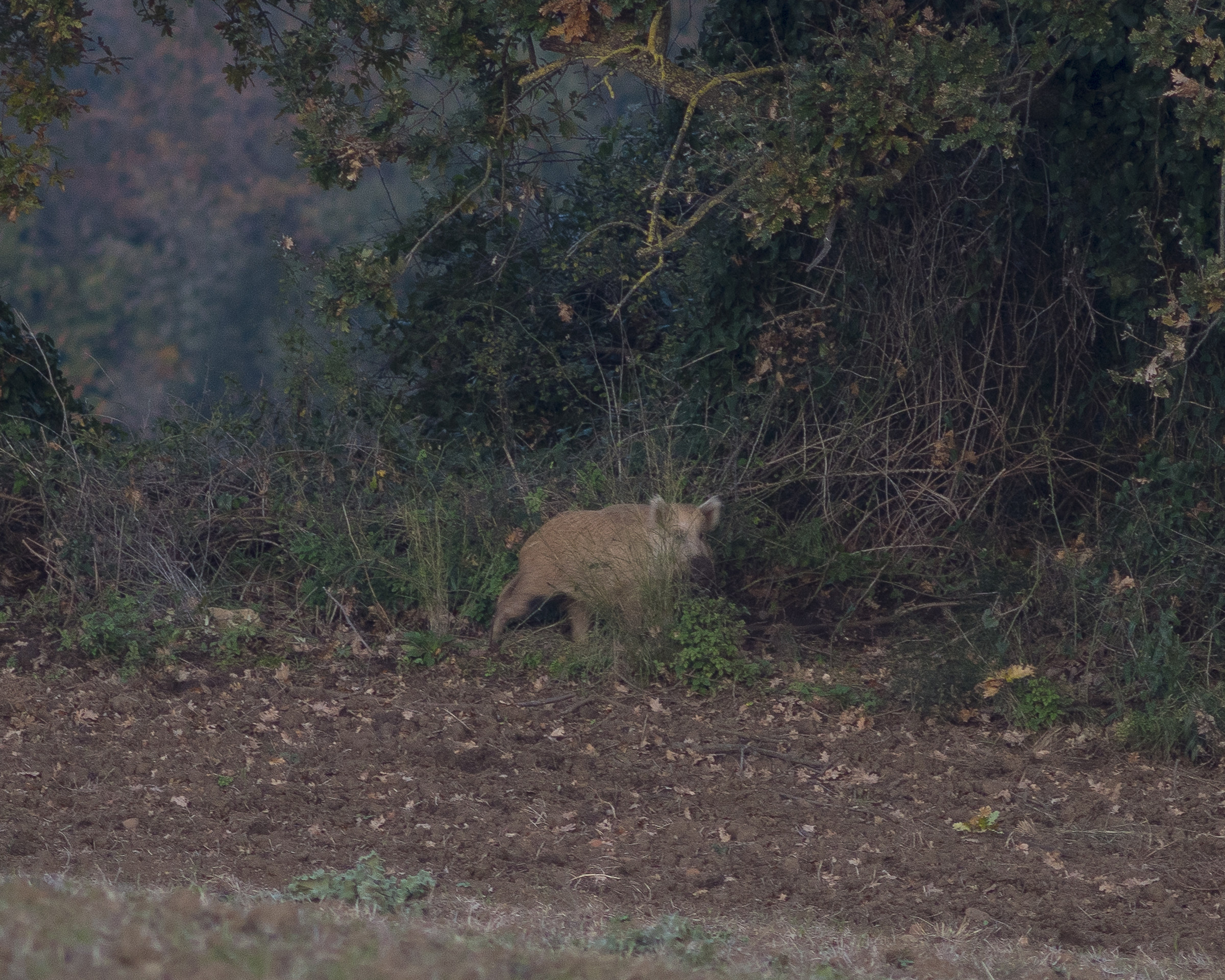 cinghiale bianco nel parco della Marcigliana, Roma