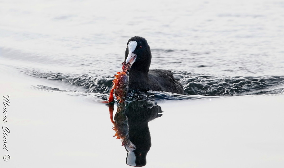 La Folaga ed il Gambero