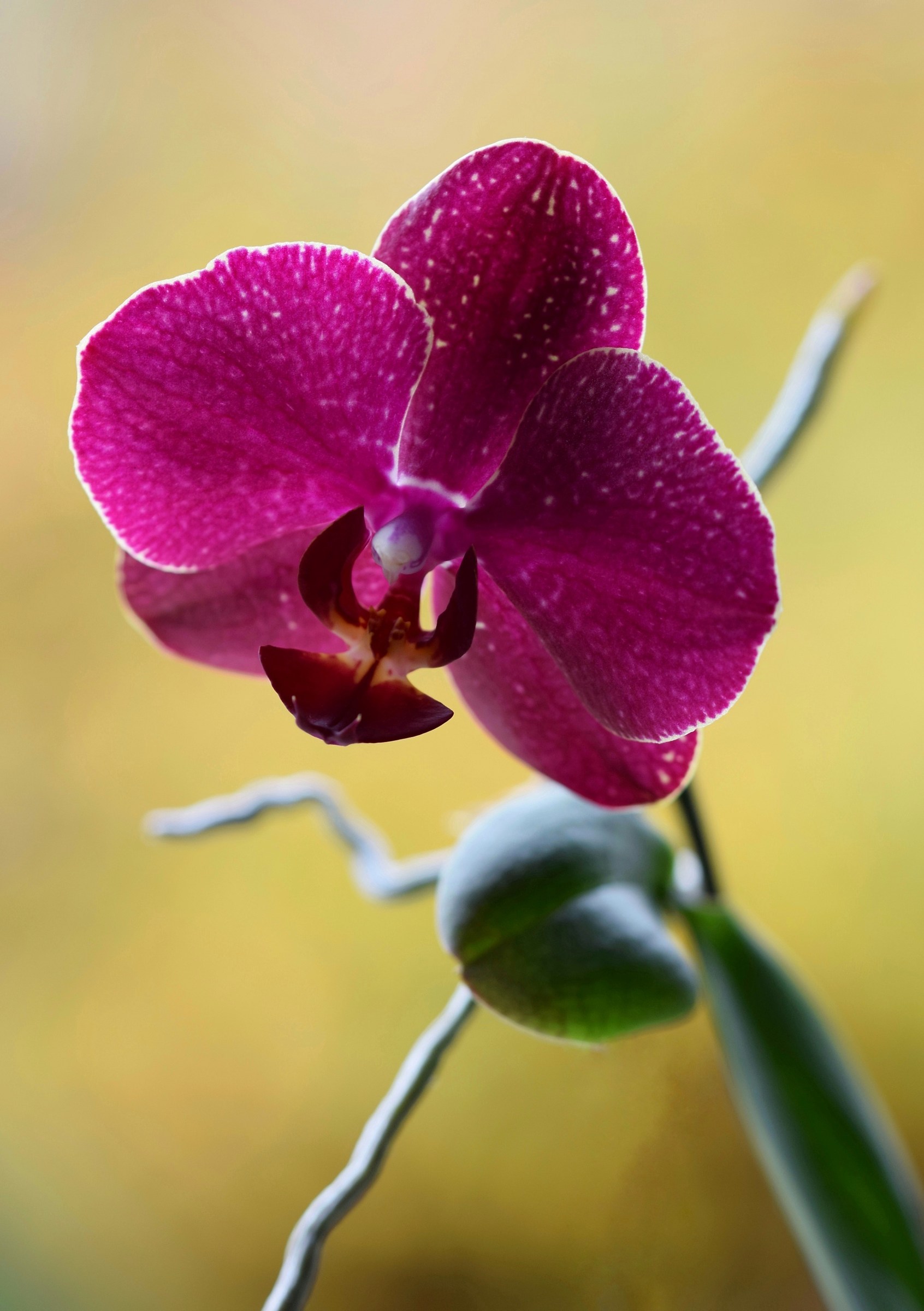 Orchid