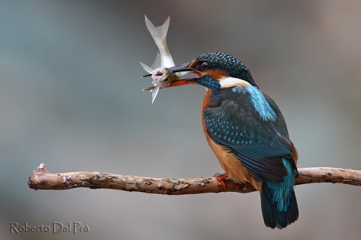 Un pesce in trappola