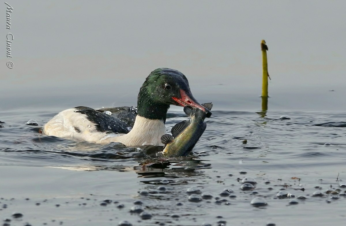 Smergo Maggiore Maschio con Pesce Gatto