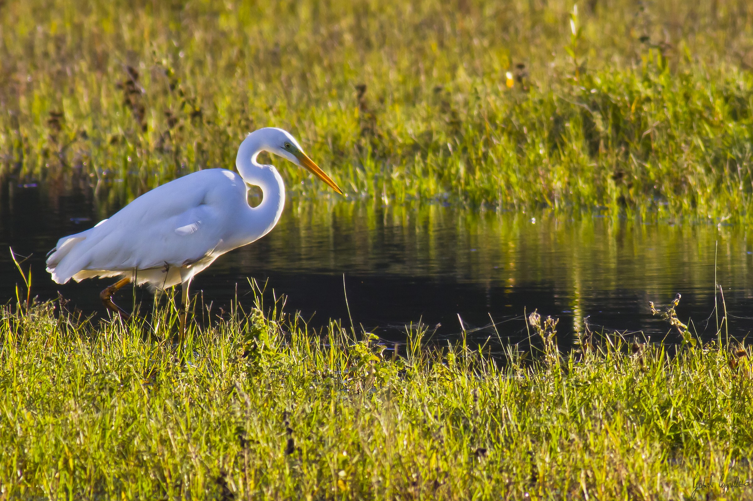 Great Egret (Egretta alba)