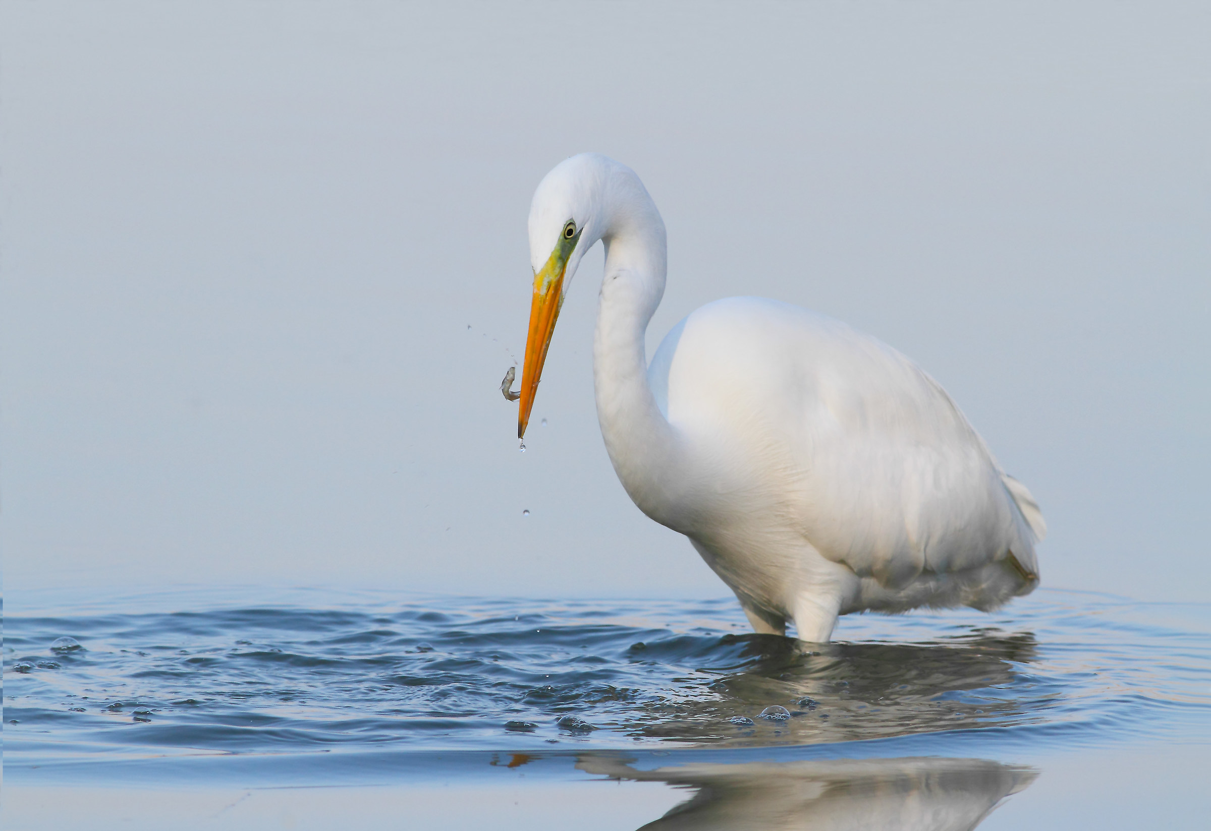 Airone bianco maggiore