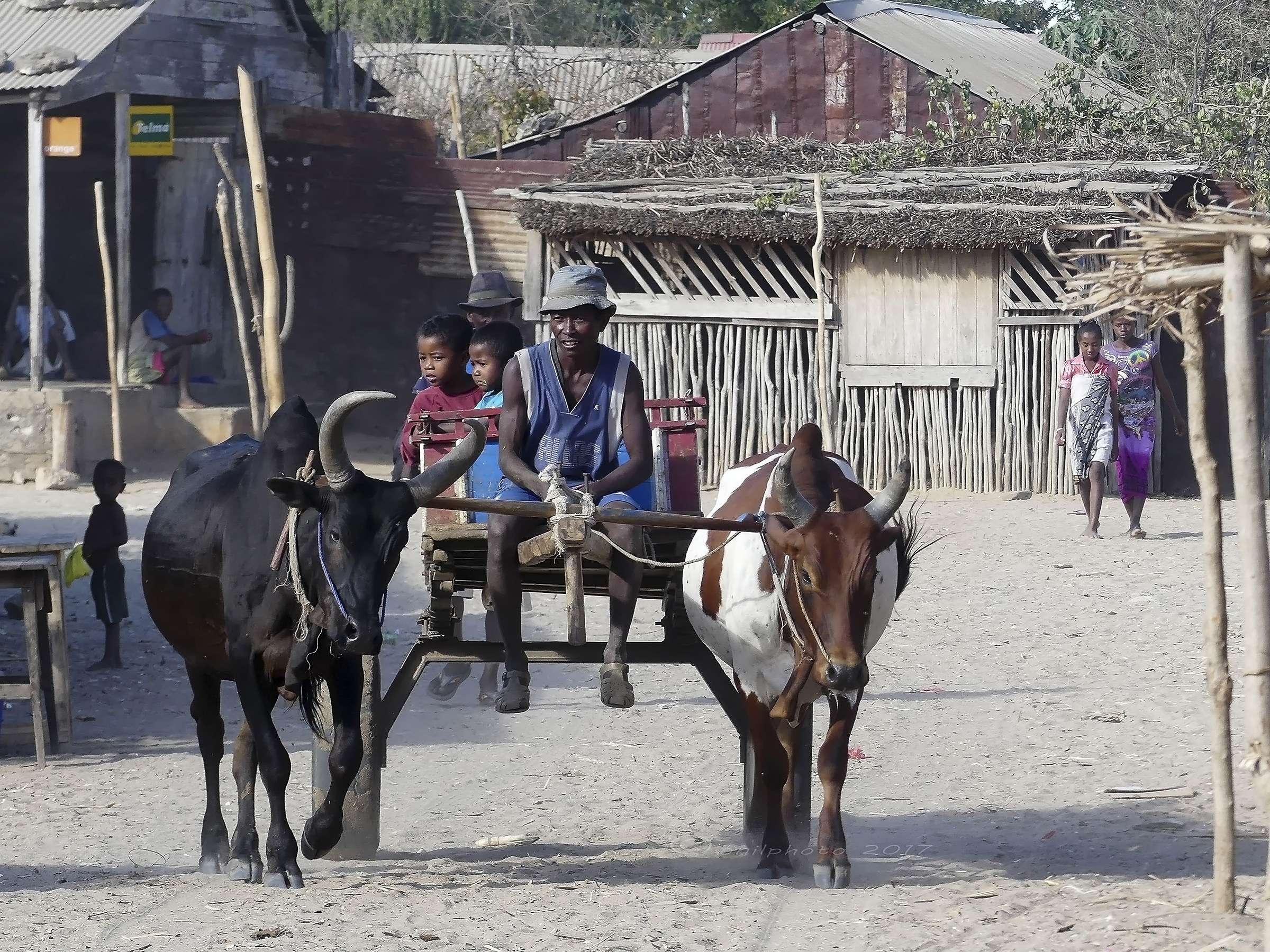 Madagascar - Senza titolo