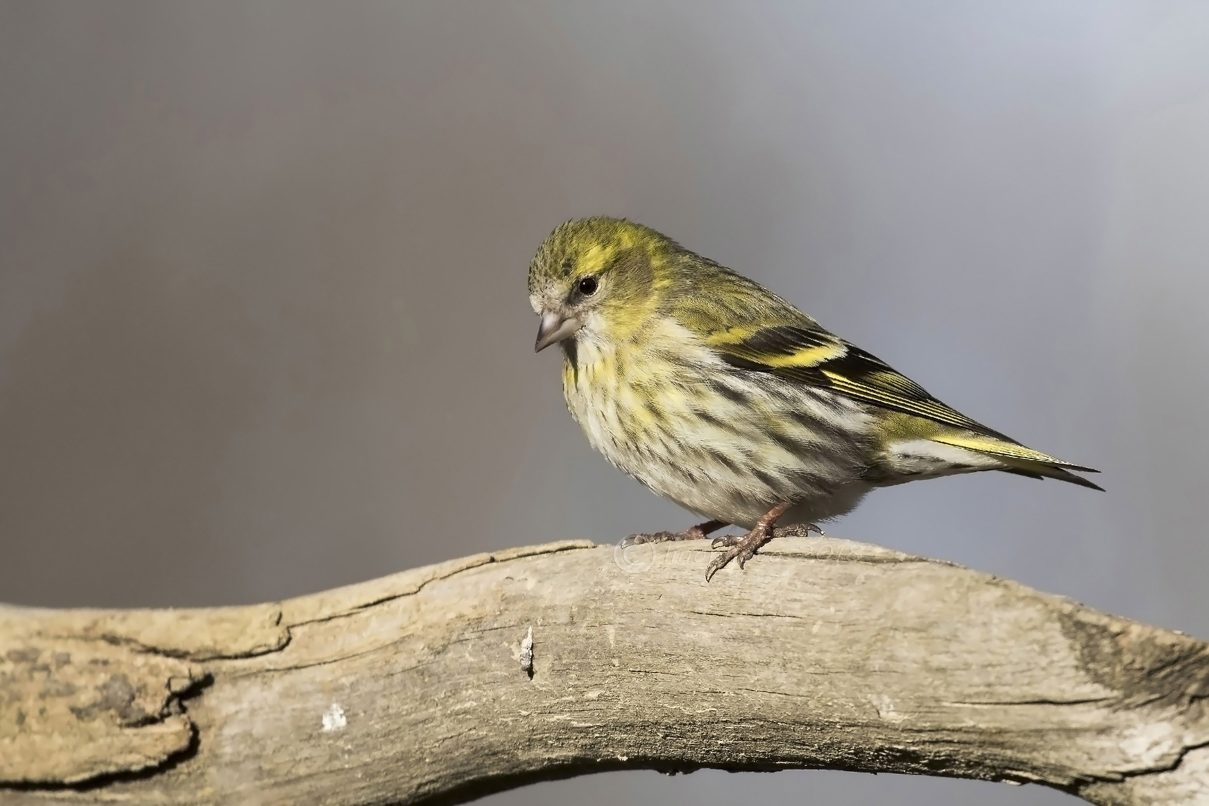 Lucherino ( Spinus-spinus)