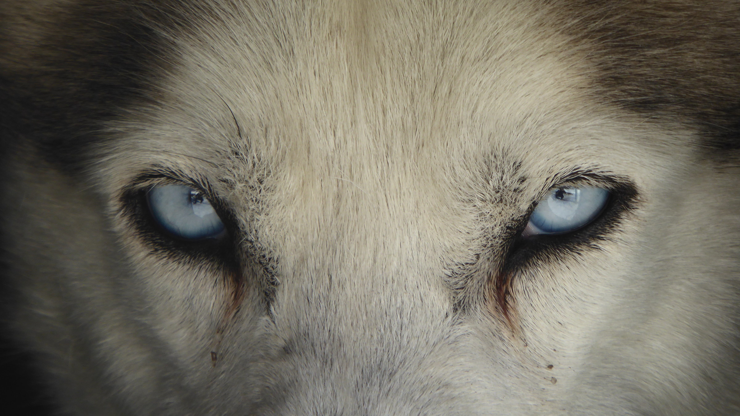 Husky Sleddog eye Eyes tonal