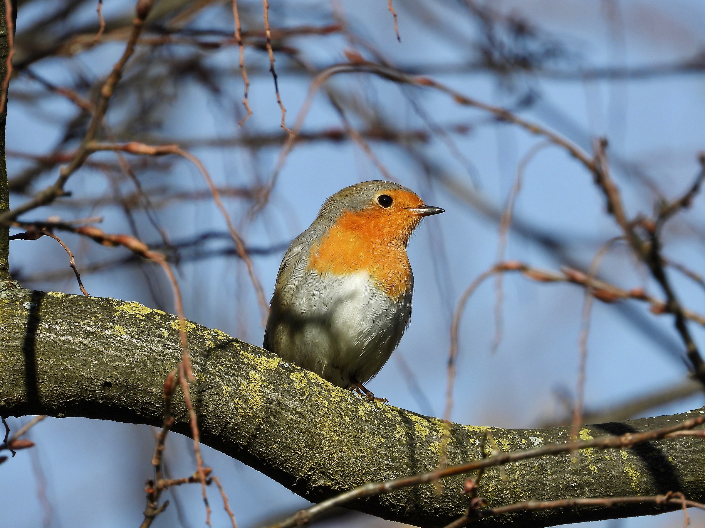 Robin