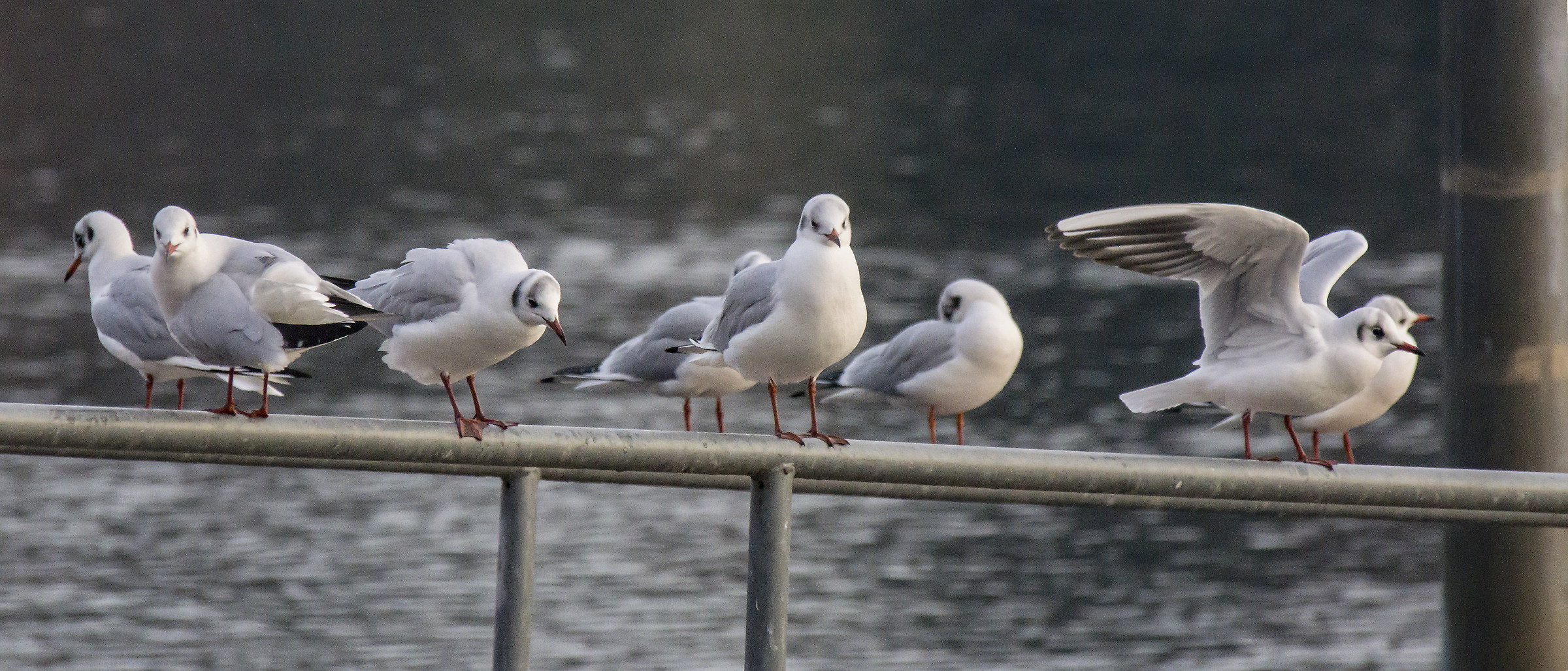 Gabbiani sul solito parapetto