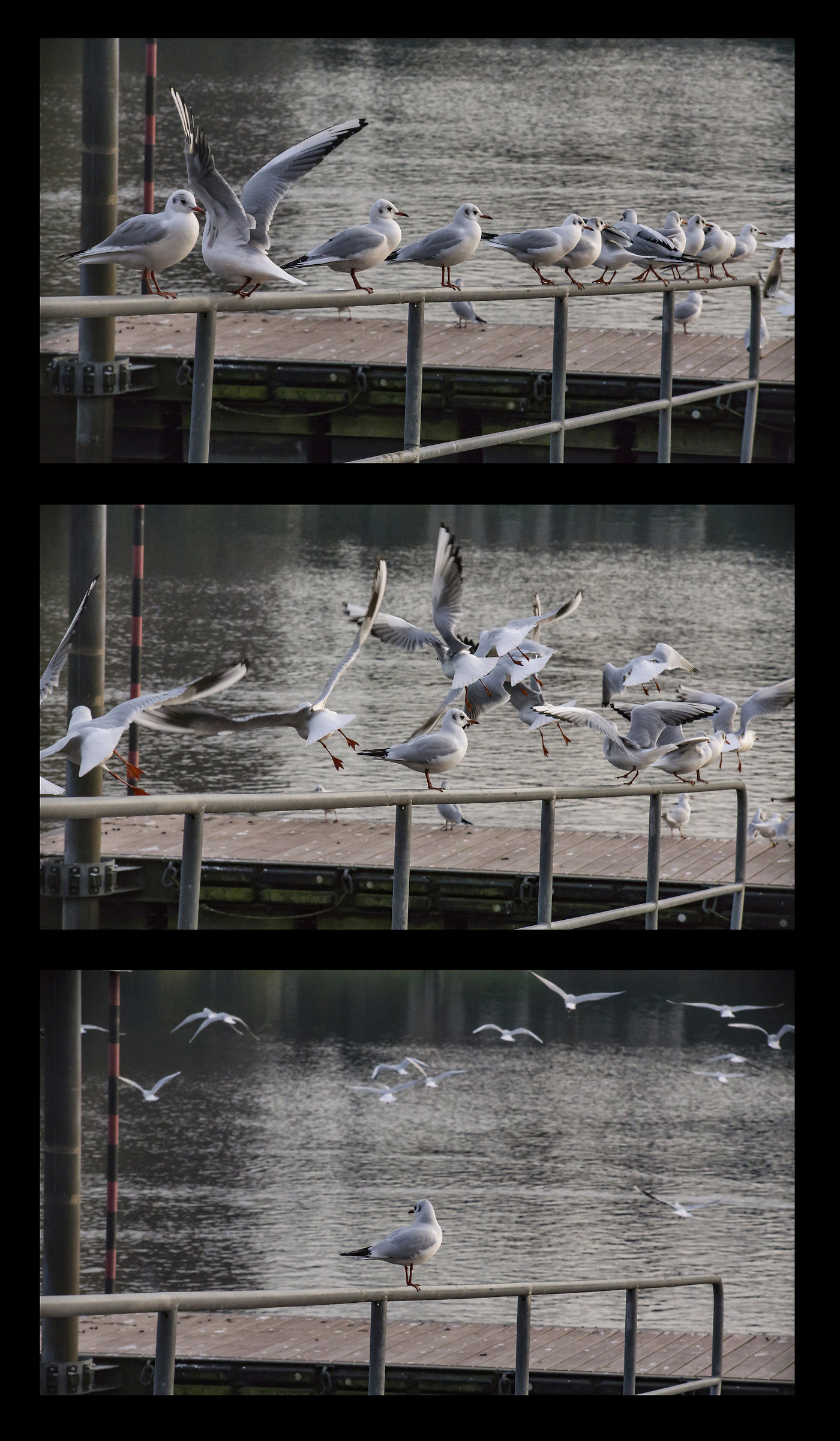 Gabbiani che si involano dal parapetto